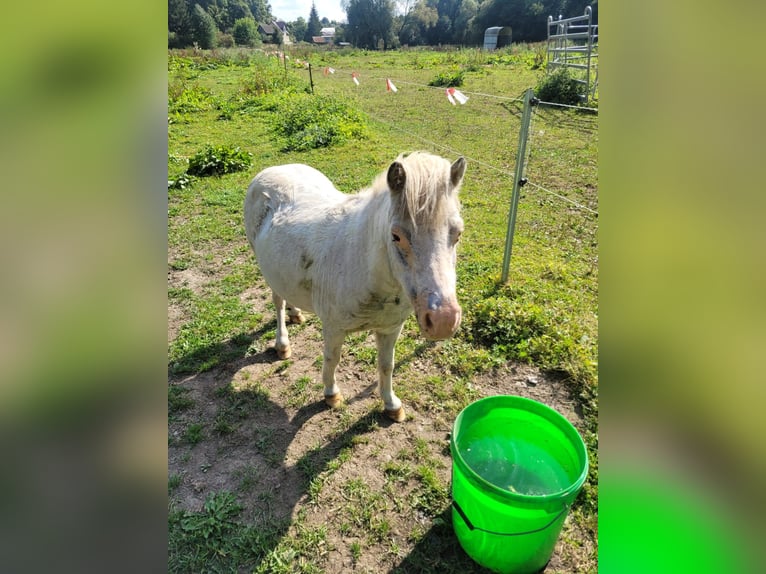 Mini Kuc Szetlandzki Klacz 11 lat 60 cm Siwa jabłkowita in Stiege