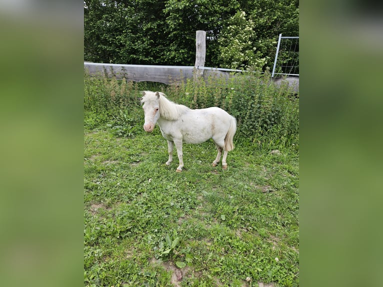 Mini Kuc Szetlandzki Klacz 11 lat 60 cm Siwa jabłkowita in Stiege