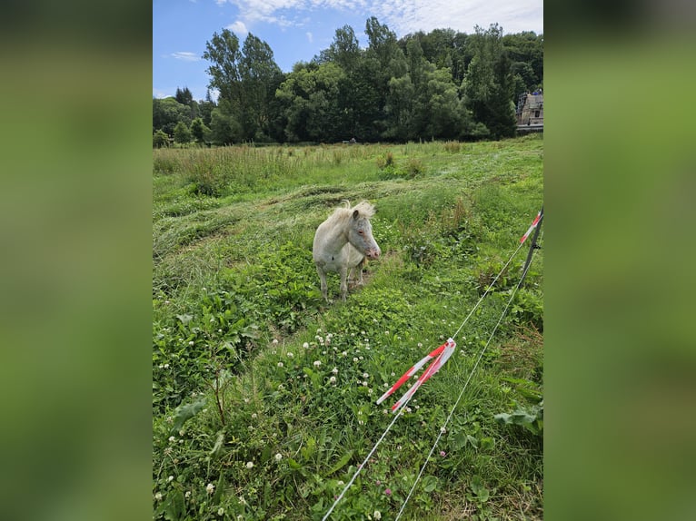 Mini Kuc Szetlandzki Klacz 11 lat 60 cm Siwa jabłkowita in Stiege