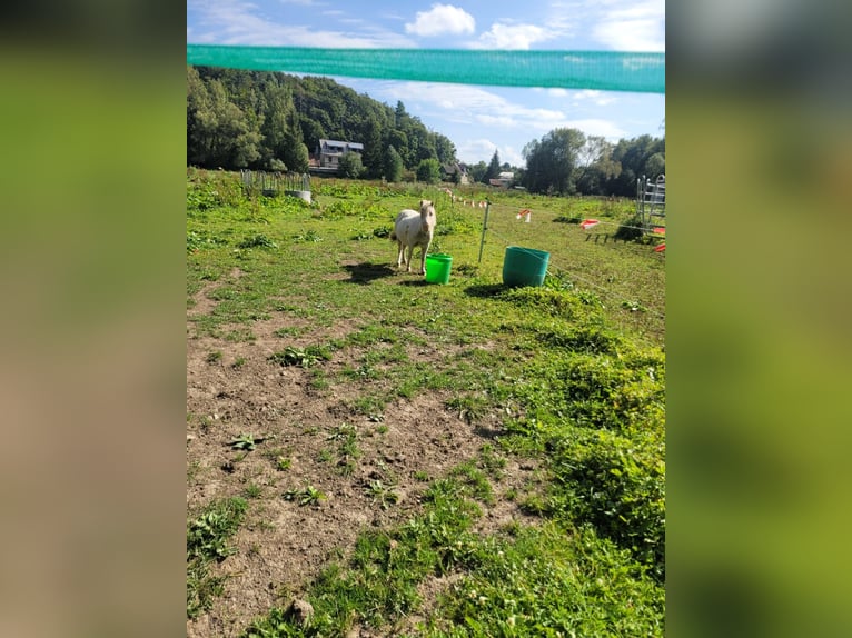 Mini Kuc Szetlandzki Klacz 11 lat 60 cm Siwa jabłkowita in Stiege