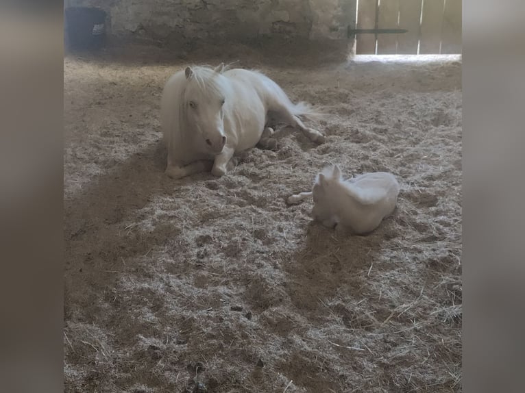 Mini Kuc Szetlandzki Klacz 11 lat 78 cm Cremello in Winkel