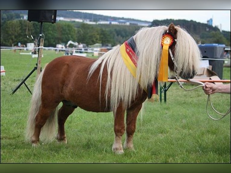 Mini Kuc Szetlandzki Klacz 11 lat 82 cm Kasztanowata in Nossen