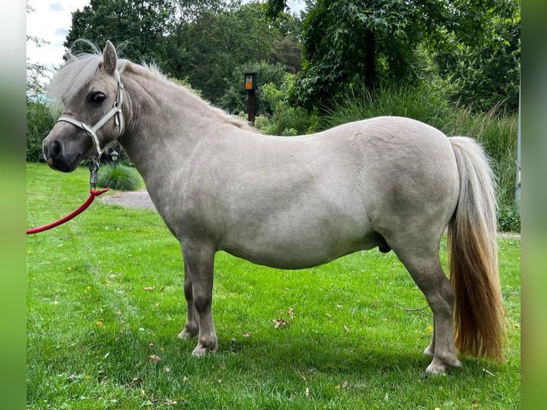 Mini Kuc Szetlandzki Klacz 11 lat 82 cm in Wildeshausen