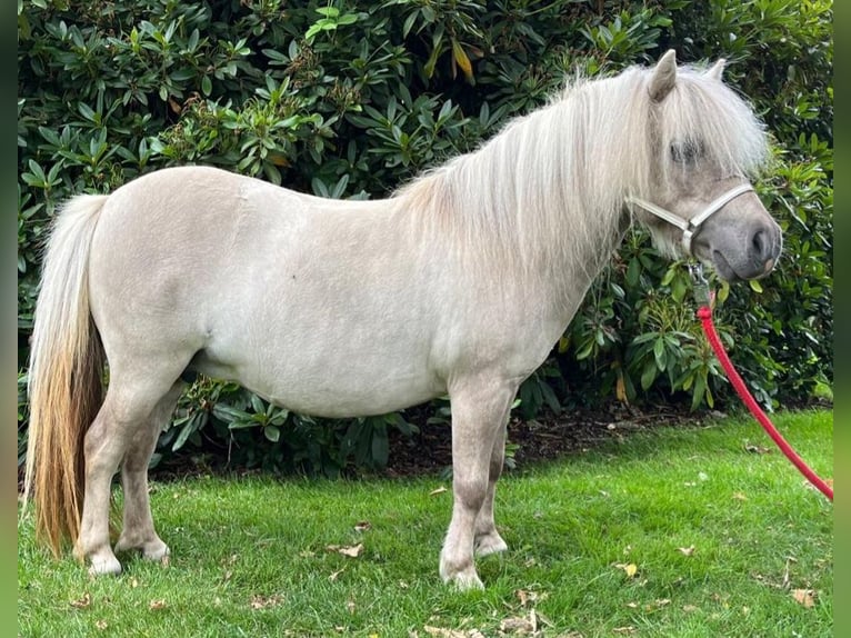 Mini Kuc Szetlandzki Klacz 11 lat 82 cm in Wildeshausen