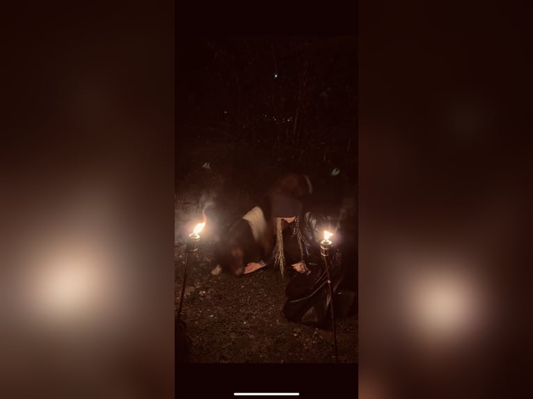 Mini Kuc Szetlandzki Klacz 12 lat 85 cm Srokata in Hohenburg