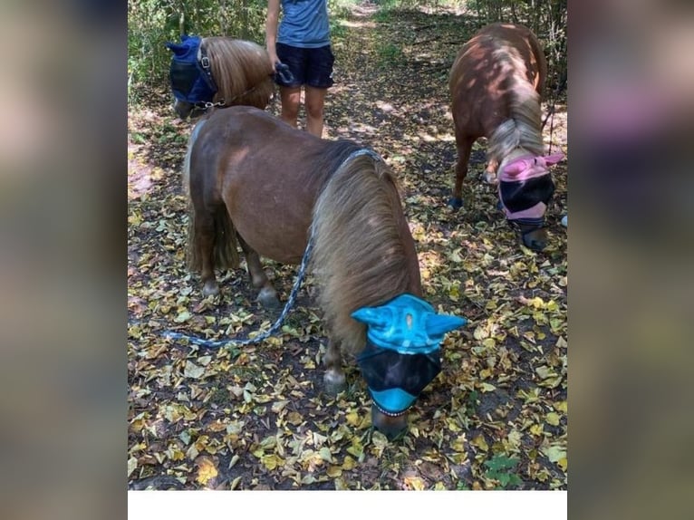 Mini Kuc Szetlandzki Klacz 14 lat 85 cm Ciemnokasztanowata in Heidesheim am Rhein