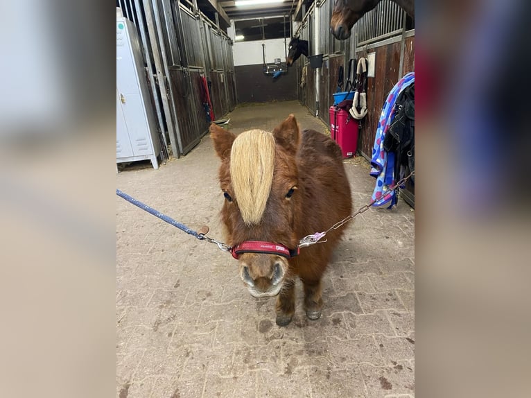 Mini Kuc Szetlandzki Klacz 14 lat 85 cm Ciemnokasztanowata in Heidesheim am Rhein