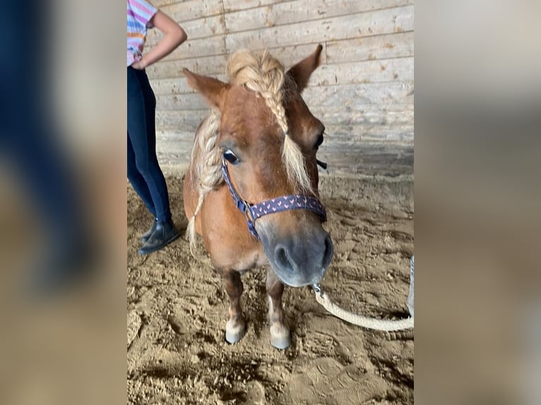 Mini Kuc Szetlandzki Klacz 14 lat 85 cm Ciemnokasztanowata in Heidesheim am Rhein