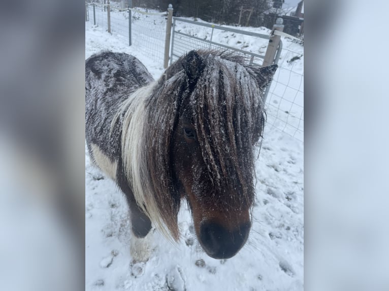 Mini Kuc Szetlandzki Klacz 14 lat 86 cm Srokata in Fehmarn