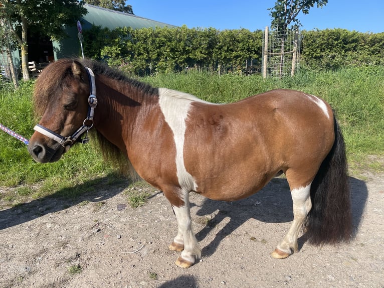 Mini Kuc Szetlandzki Klacz 14 lat 86 cm Srokata in Fehmarn