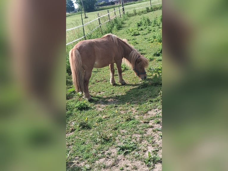 Mini Kuc Szetlandzki Klacz 14 lat Gniada in Hamminkeln