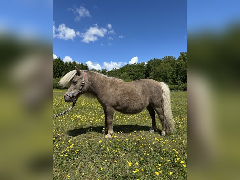 Mini Kuc Szetlandzki Klacz 15 lat Izabelowata in Wacken