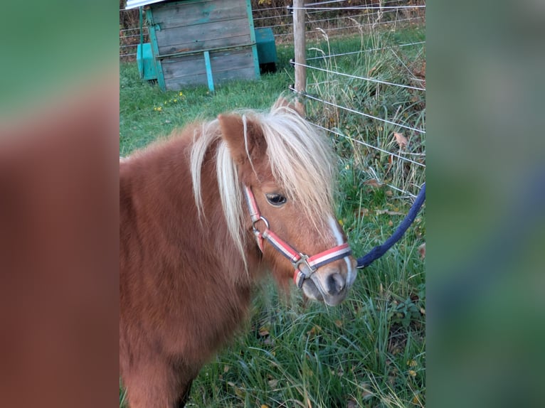 Mini Kuc Szetlandzki Klacz 15 lat Kasztanowata in Neustadt (Wied)