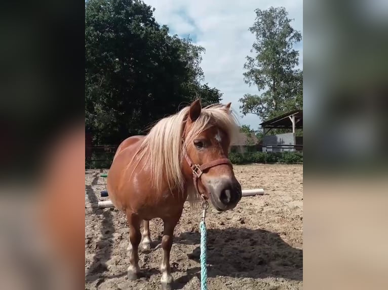 Mini Kuc Szetlandzki Klacz 17 lat 80 cm Kasztanowata in Wischhafen