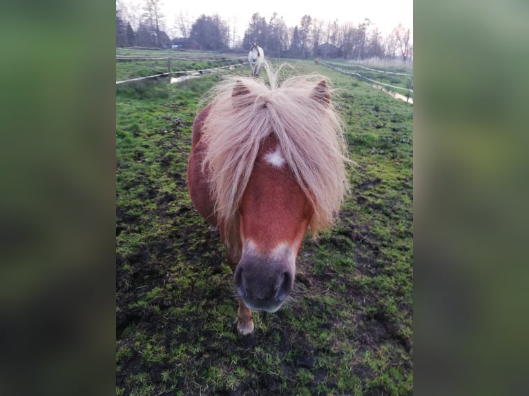 Mini Kuc Szetlandzki Klacz 17 lat 80 cm Kasztanowata in Wischhafen