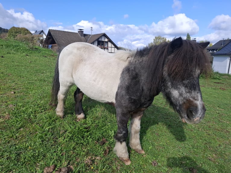 Mini Kuc Szetlandzki Klacz 18 lat 83 cm Srokata in LennestadtLennestadt