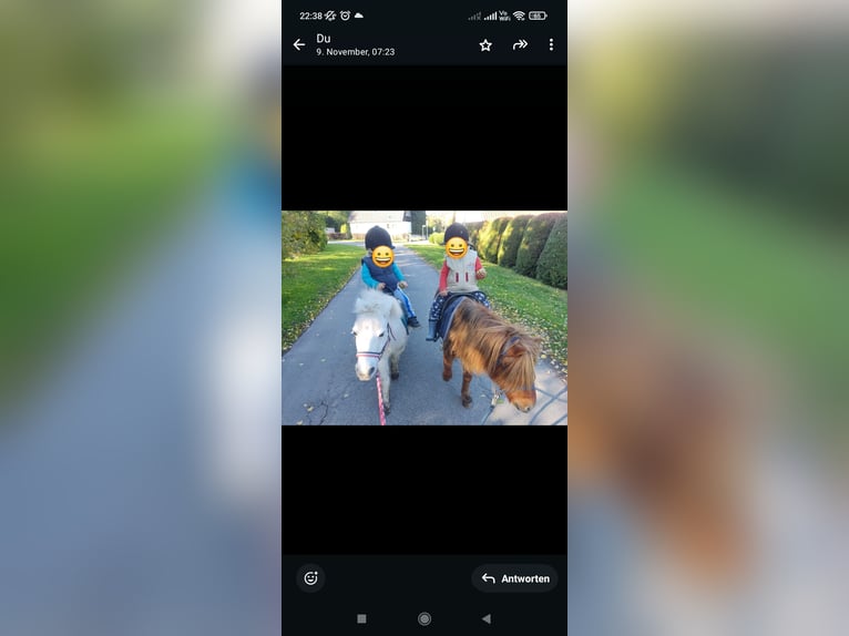 Mini Kuc Szetlandzki Klacz 18 lat 95 cm in Bad Gandersheim