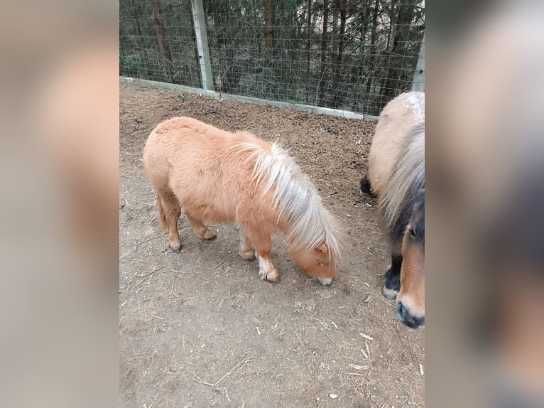 Mini Kuc Szetlandzki Klacz 1 Rok 83 cm Bułana in Wiesen