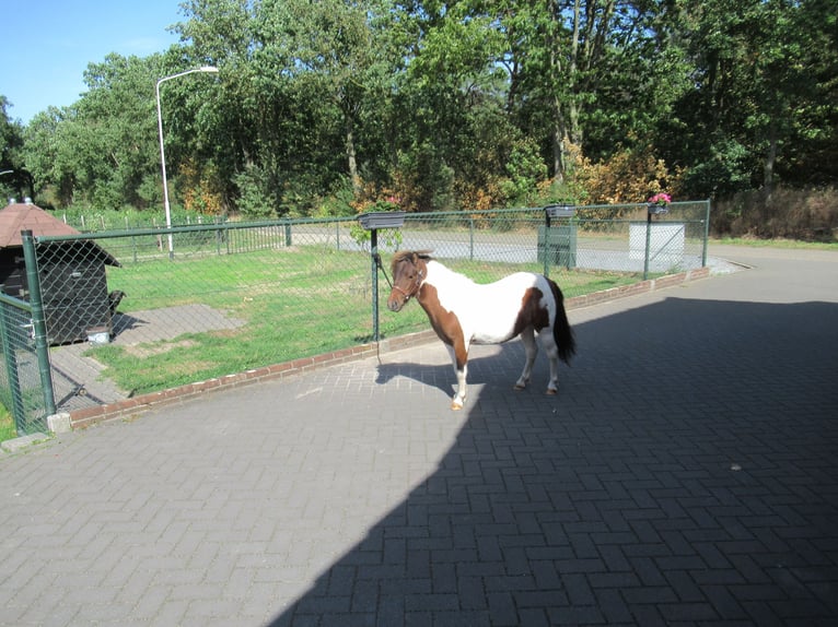 Mini Kuc Szetlandzki Klacz 1 Rok 93 cm Srokata in NeerkantNeerkant