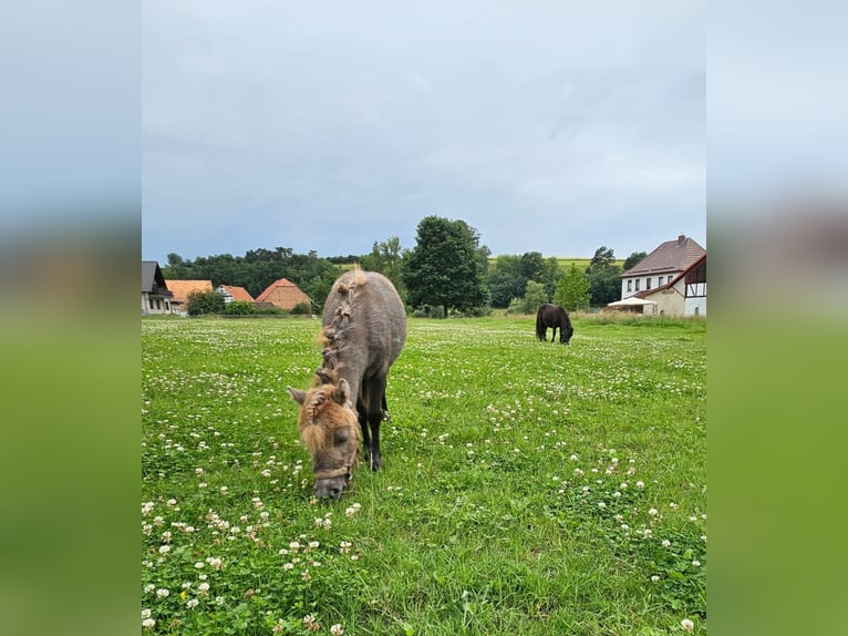 Mini Kuc Szetlandzki Klacz 1 Rok in Uslar