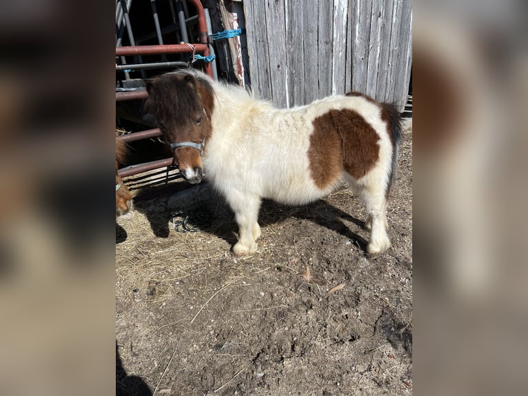 Mini Kuc Szetlandzki Klacz 21 lat Biała in Lomira