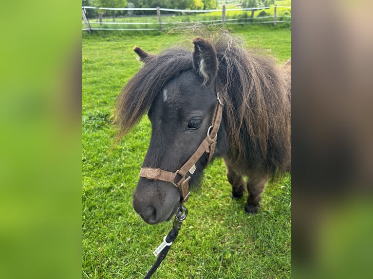 Mini Kuc Szetlandzki Klacz 2 lat 83 cm Jelenia in Uslar