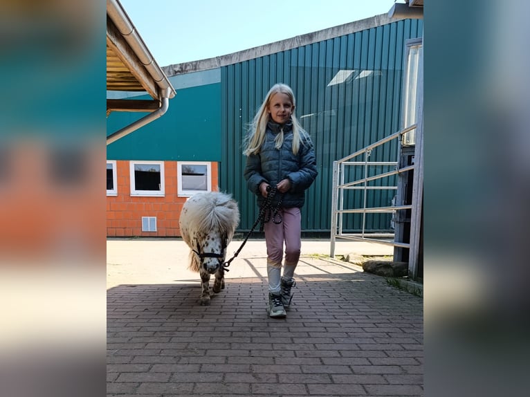 Mini Kuc Szetlandzki Klacz 3 lat 78 cm Izabelowata in Schönwalde am Bungsberg