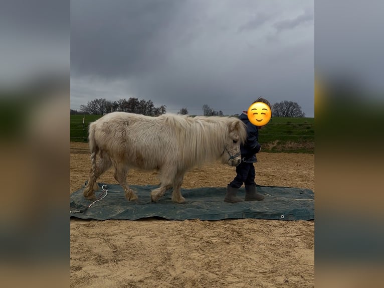 Mini Kuc Szetlandzki Klacz 3 lat 78 cm Izabelowata in Nümbrecht