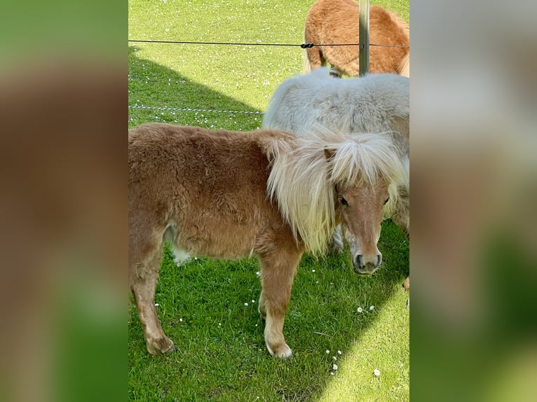 Mini Kuc Szetlandzki Klacz 3 lat 78 cm Kasztanowata in Wiek