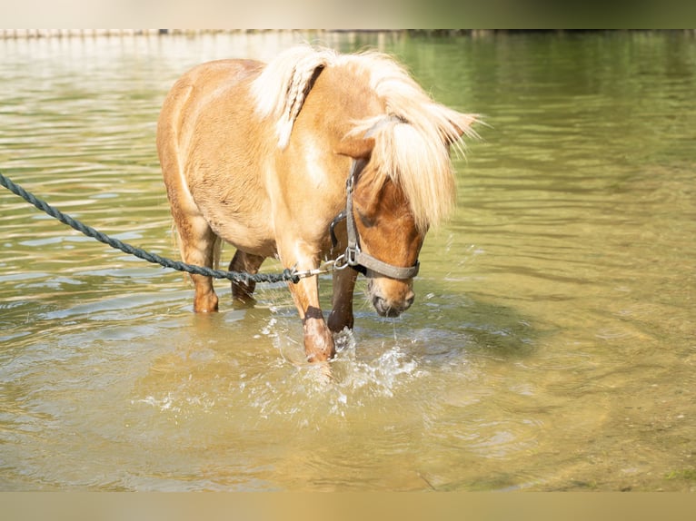 Mini Kuc Szetlandzki Klacz 3 lat 80 cm Izabelowata in Radebeul