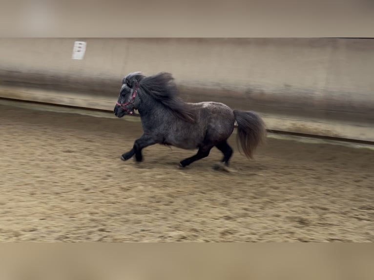 Mini Kuc Szetlandzki Klacz 3 lat 81 cm Siwa in Fronreute