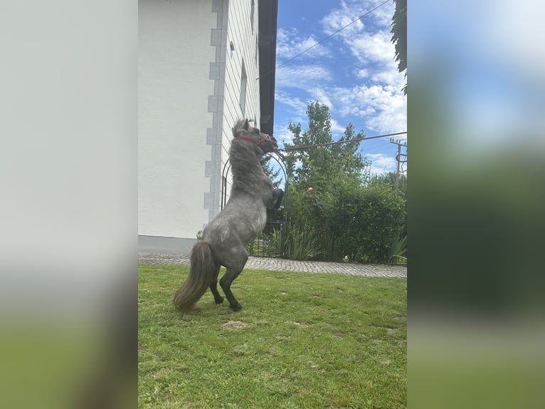 Mini Kuc Szetlandzki Klacz 4 lat 75 cm Siwa in Langerringen