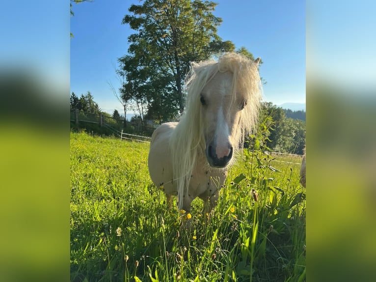 Mini Kuc Szetlandzki Klacz 4 lat 78 cm Dunalino in St. Andrä