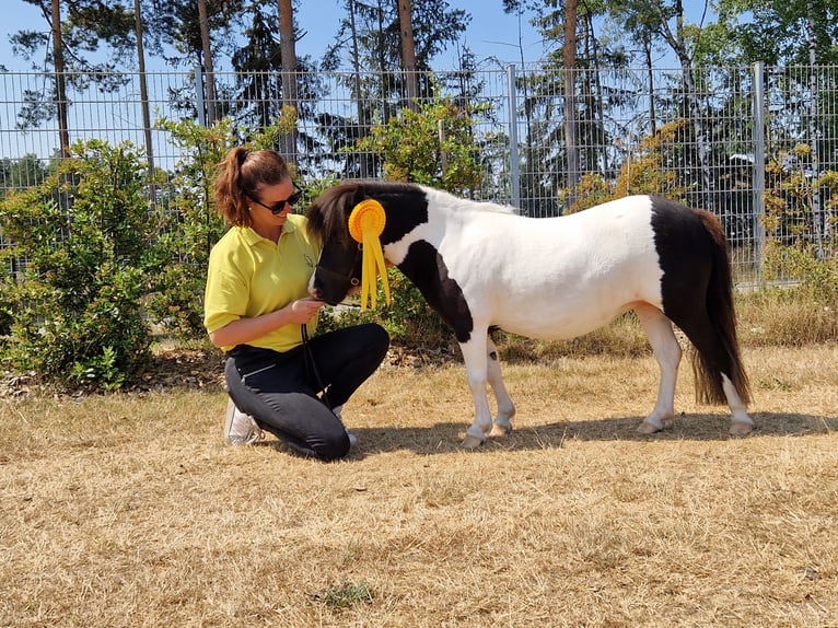 Mini Kuc Szetlandzki Klacz 4 lat 84 cm Srokata in Geseke