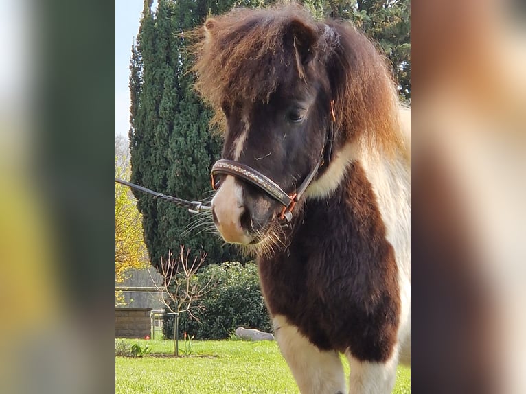 Mini Kuc Szetlandzki Klacz 4 lat 84 cm Srokata in Geseke