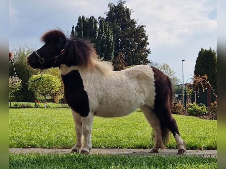 Mini Kuc Szetlandzki Klacz 4 lat 84 cm Srokata in Geseke