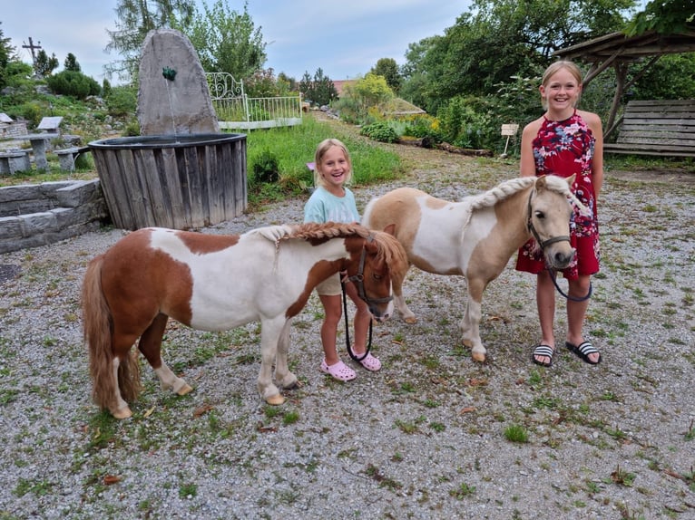 Mini Kuc Szetlandzki Mix Klacz 4 lat 84 cm Srokata in Kirchberg bei Mattighofen