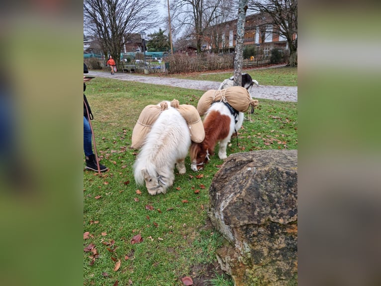 Mini Kuc Szetlandzki Mix Klacz 4 lat 84 cm Srokata in Kirchberg bei Mattighofen