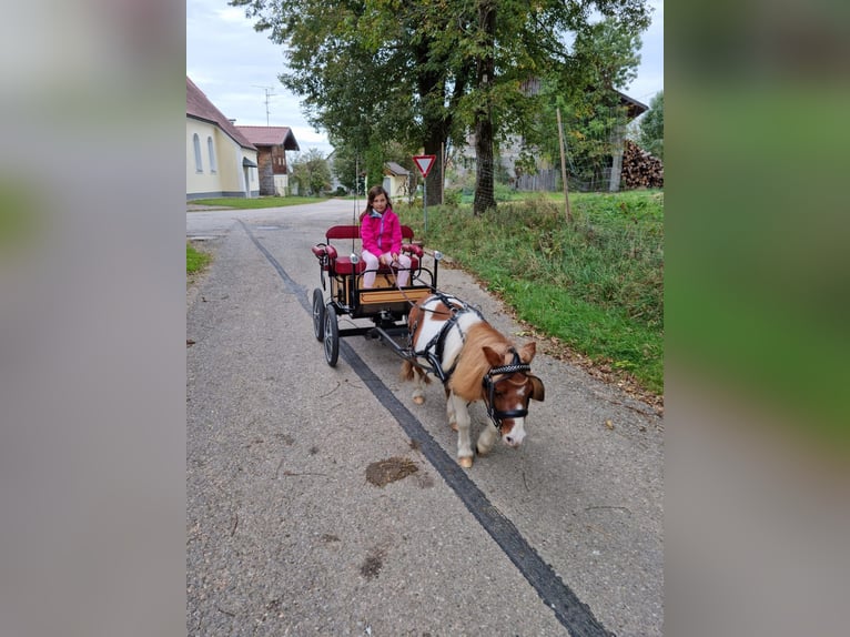 Mini Kuc Szetlandzki Mix Klacz 4 lat 84 cm Srokata in Kirchberg bei Mattighofen