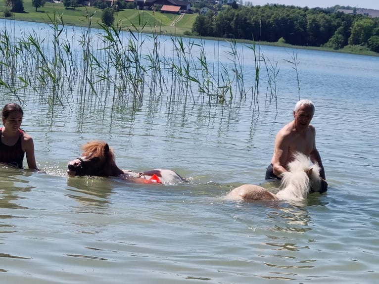 Mini Kuc Szetlandzki Mix Klacz 4 lat 84 cm Srokata in Kirchberg bei Mattighofen