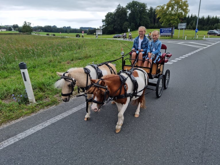 Mini Kuc Szetlandzki Mix Klacz 4 lat 84 cm Srokata in Kirchberg bei Mattighofen