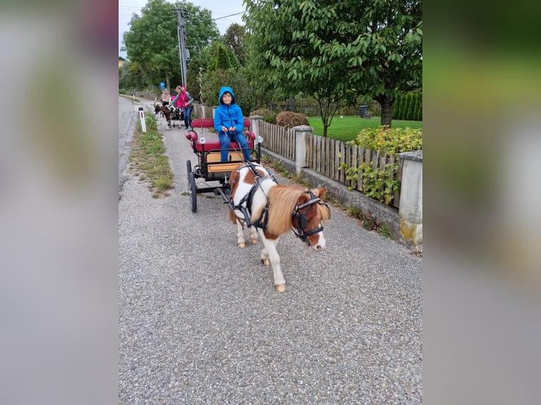 Mini Kuc Szetlandzki Mix Klacz 4 lat 84 cm Srokata in Kirchberg bei Mattighofen