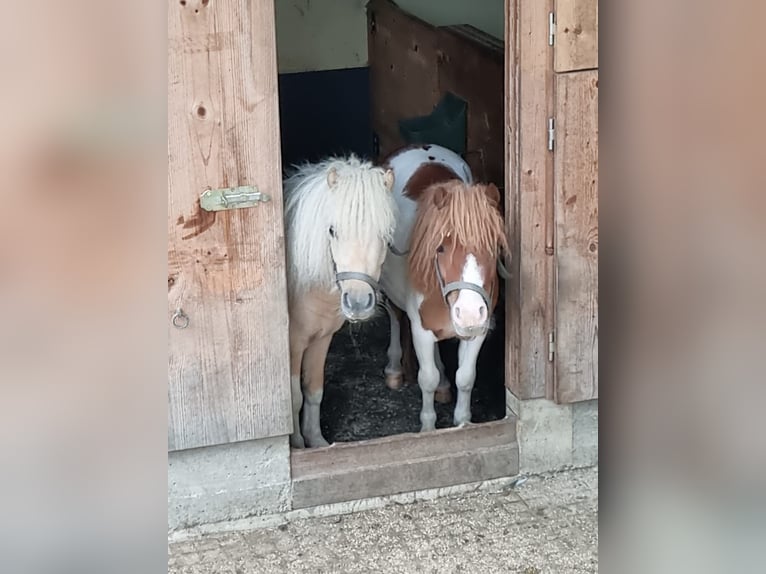 Mini Kuc Szetlandzki Mix Klacz 4 lat 84 cm Srokata in Kirchberg bei Mattighofen