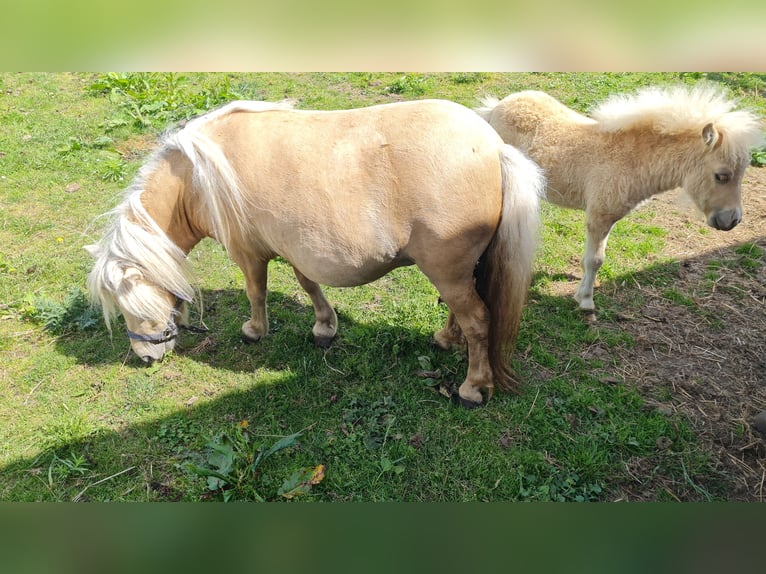 Mini Kuc Szetlandzki Klacz 5 lat 79 cm Izabelowata in Butzow