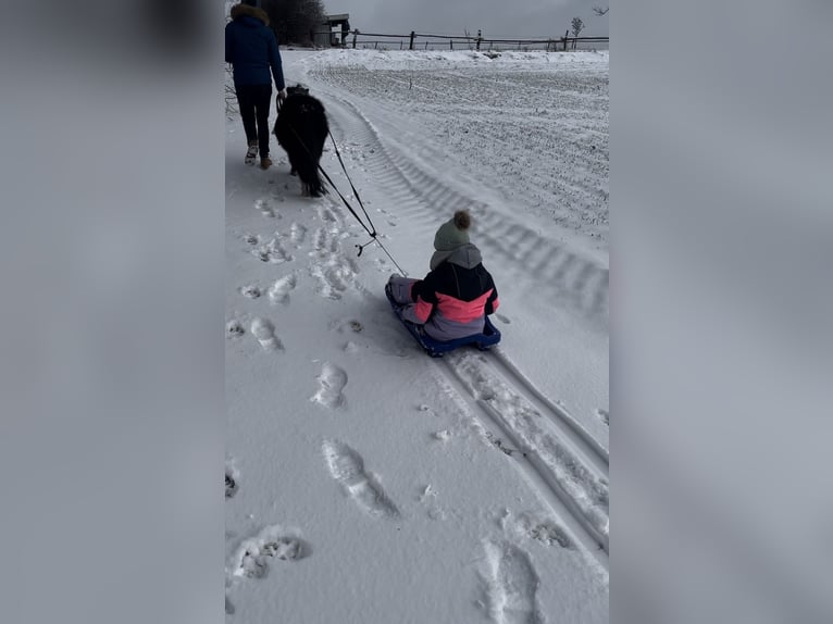 Mini Kuc Szetlandzki Klacz 5 lat 80 cm in Zweibrücken