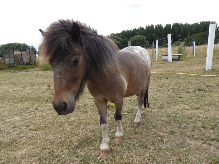 Mini Kuc Szetlandzki Klacz 5 lat 80 cm Tarantowata in Salzgitter