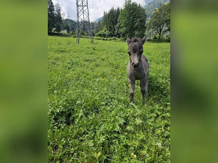 Mini Kuc Szetlandzki Klacz 5 lat 83 cm Srokata in Maishofen