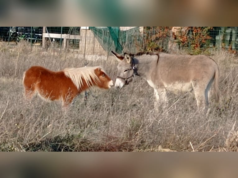 Mini Kuc Szetlandzki Klacz 5 lat 85 cm Kasztanowata in Saint-Nazaire