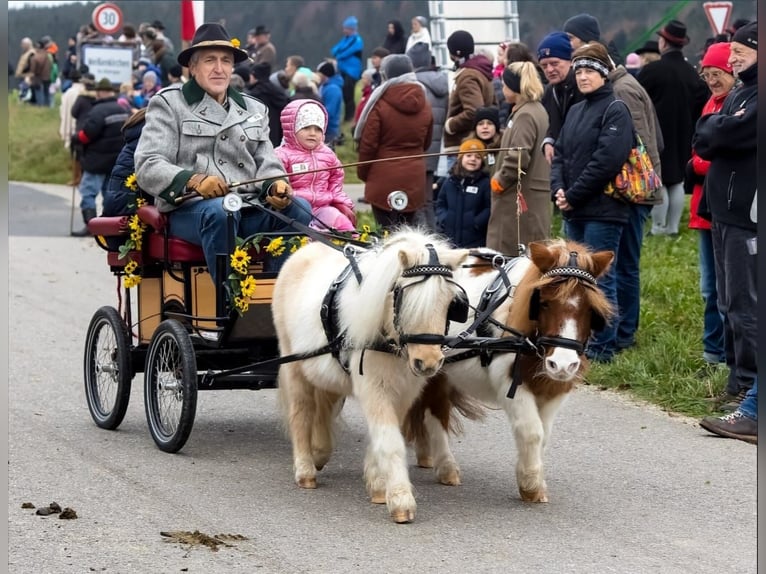 Mini Kuc Szetlandzki Mix Klacz 5 lat 86 cm Izabelowata in Kirchberg bei Mattighofen