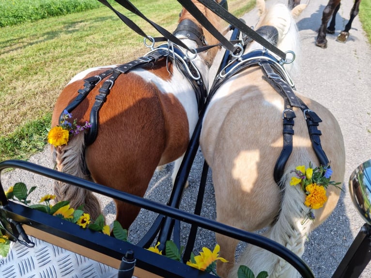 Mini Kuc Szetlandzki Mix Klacz 5 lat 86 cm Izabelowata in Kirchberg bei Mattighofen